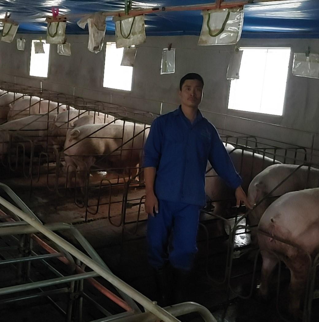 Trở thành Tỷ phú nông dân nhờ chăn nuôi lợn